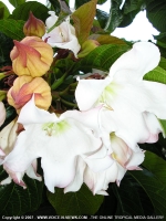 beaumontia_grandiflora_flower_mauritius.jpg