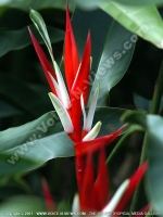 bird_of_paradise_flower_mauritius.jpg