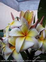 frangipane_(michelia_champaca)_flower_mauritius.jpg