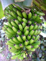 mauritius_banana.jpg