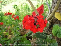pelargonium_inquinans_red_flower_mauritius.jpg