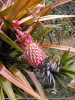 pineapple_(ananas_comusus)_fruit_mauritius.jpg