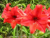 red_hibiscus_genevii_flower_mauritius.jpg