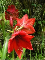 red_hippeastrum_amaryllis_flower_mauritius.jpg