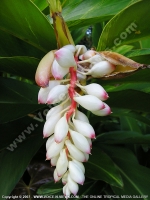 shell_ginger_(alpinia_zerumbet)_flower_mauritius.jpg