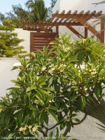 le_recif_hotel_mauritius_lfrangipane_flower_in_the_garden.jpg
