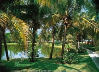 4_star_hotel_la_plantation_hotel_garden.jpg