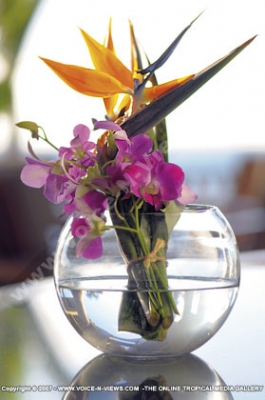 royal palm hotel mauritius bird of paradise flower at the restaurant
