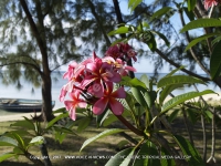 superior_beach_villa_black_river_mauritius_ref_166_garden_frangipan_flower.jpg