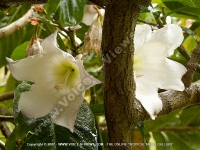 beaumontia_grandiflora_mauritius.jpg