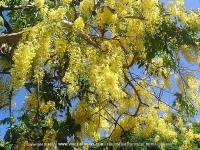 cassia_tree_mauritius.jpg