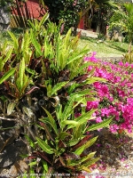 croton_plant_mauritius.jpg