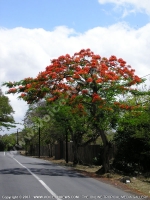 flamboyant(delonix_regia)_tree_mauritius.jpg