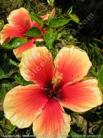 hibiscus_genevii_flower_mauritius.jpg