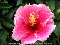 hibiscus_rosa_sinesis_mauritius.jpg