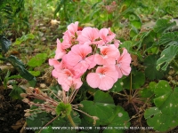 pelargonium_inquinans_pink_flower_mauritius.jpg