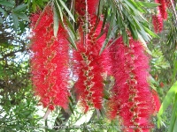 red_bottle_brush_tree_mauritius.jpg