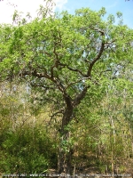 sausage_tree_kigelia_africana_mauritius.jpg