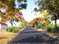 flamboyant_trees_mauritius.jpg
