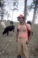 mauritius_beach_with_cows_old_time_picture.jpg