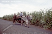 ox_cart_mauritius_and_sugar_cane_field.jpg